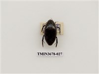 藏品(龍蝨、牙蟲)的圖片